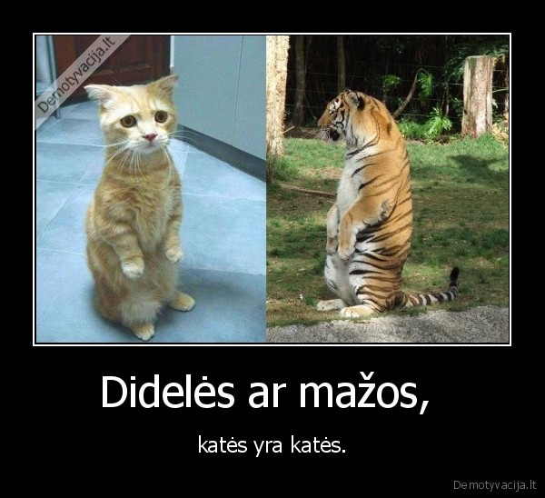 kate,katinas,tigras