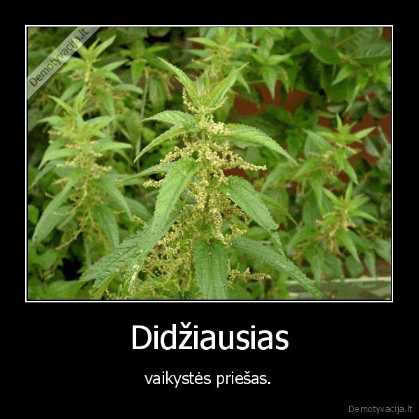 vaikyste,dilgele,zole,prisiminimai