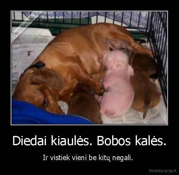 Diedai kiaulės. Bobos kalės.