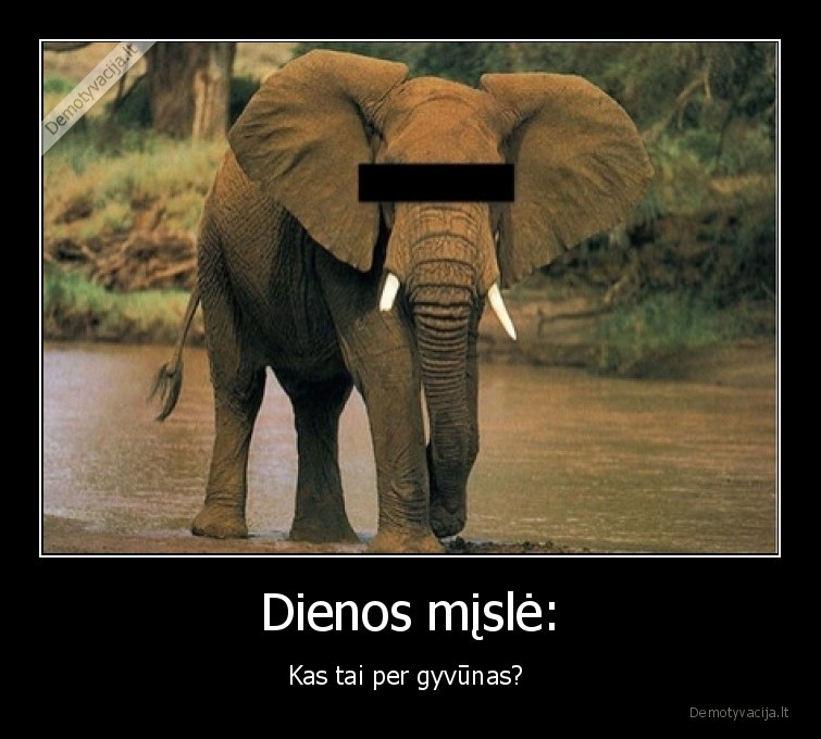 dramblys,misle,dienos, misle,gyvunas
