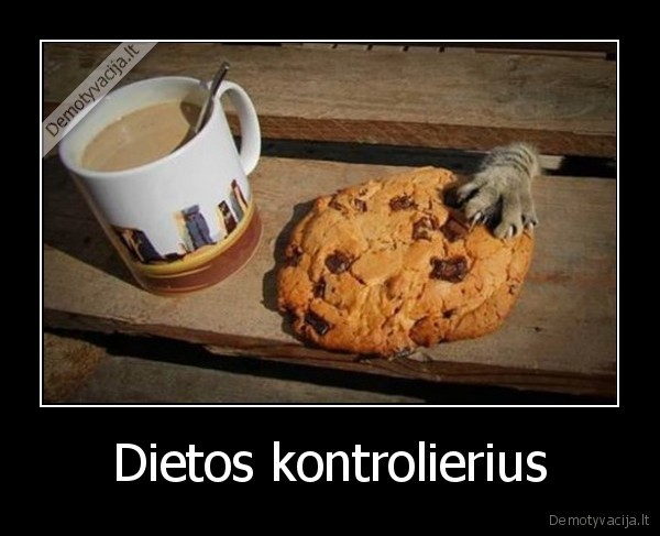 dieta,sausainis,katinas, vagia, sausaini