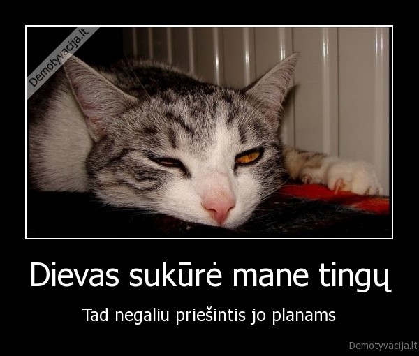 katinas,kate,tingejimas