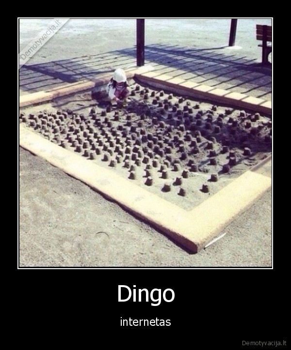 internetas,dingo
