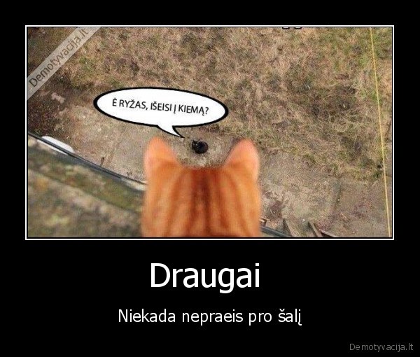katinas,ryzas,gyvunai,draugai