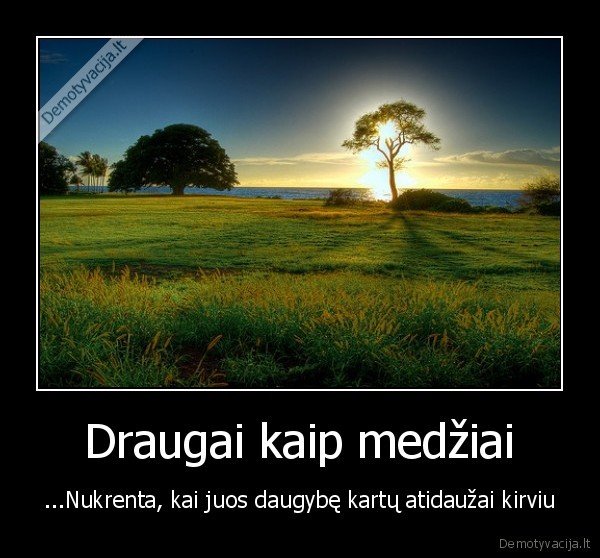 draugas,draugai,medis,medziai,rokas,zilinskas,linas,kleiza,sprite