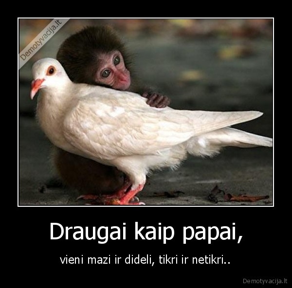 Draugai kaip papai,