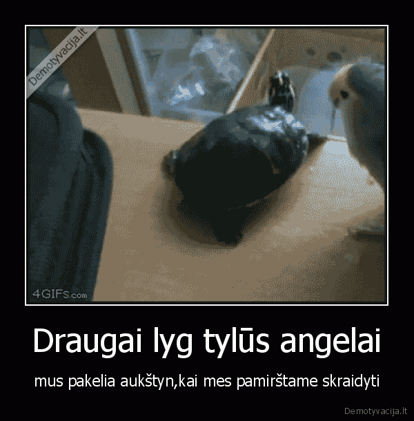 papuga,vezlys,skrydis