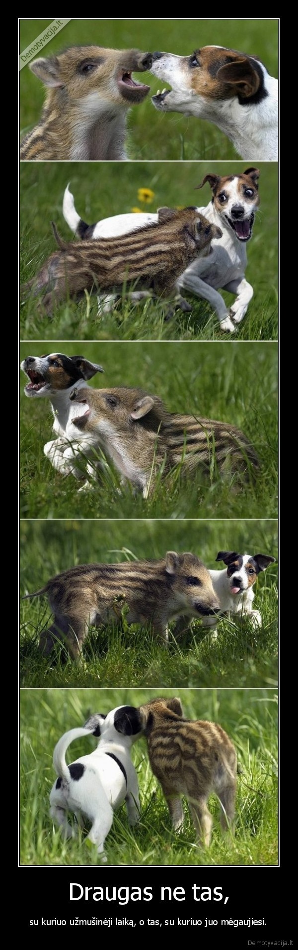 Draugas ne tas,