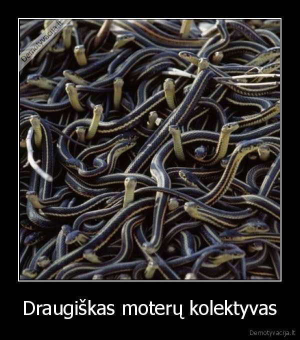 moteru, kolektyvas,gyvates