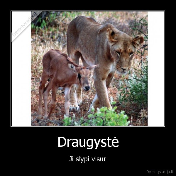 liute,antilope,draugyste