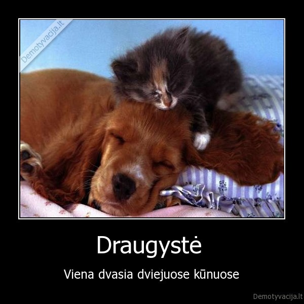 draugyste,kunas,dvasia