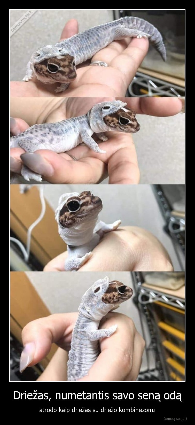 driezas,oda,dzemperis