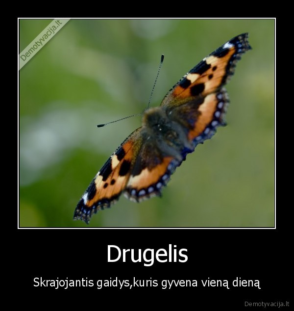 Drugelis