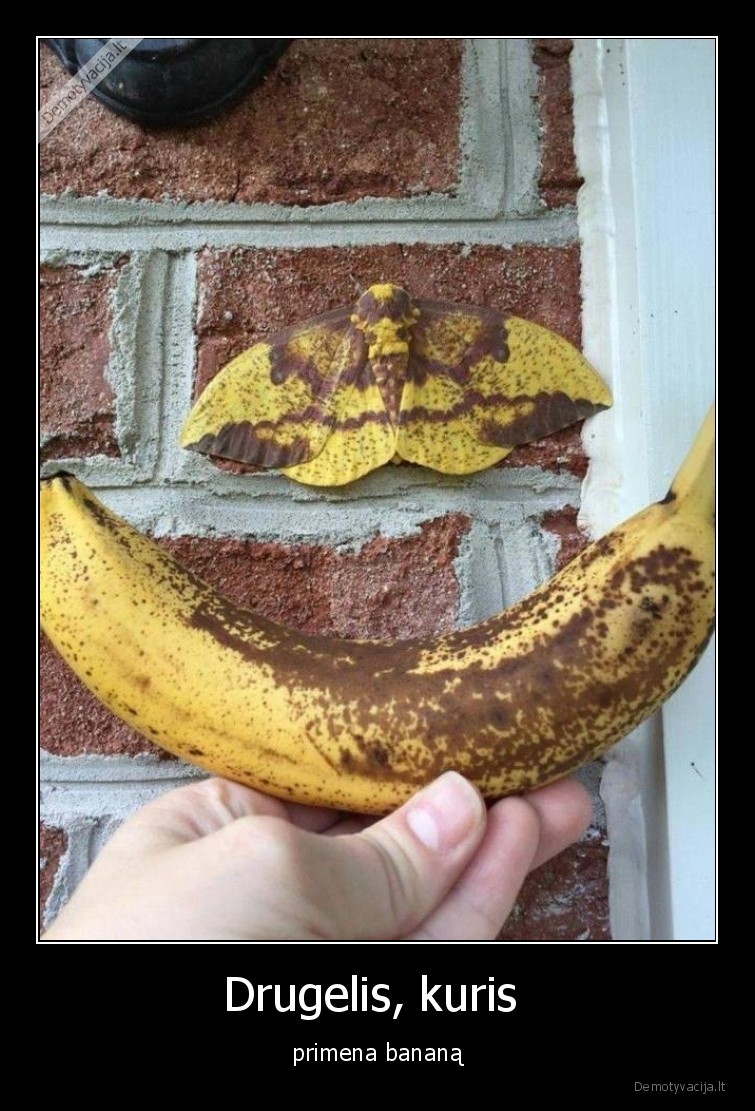 drugelis,bananas,isvaizda