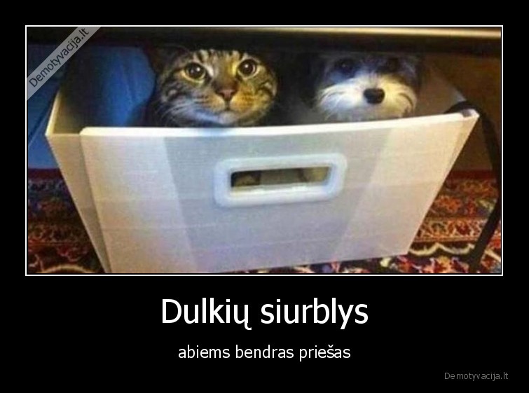 dulkiu, siurblys,priesas,sunys,katinai,augintiniai,gyvunai,kates,suo