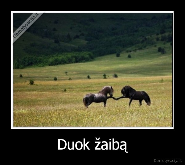 zaibas, d