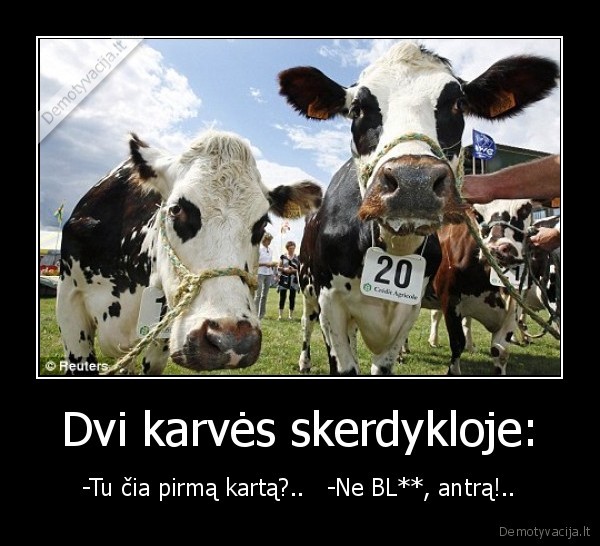 Dvi karvės skerdykloje: