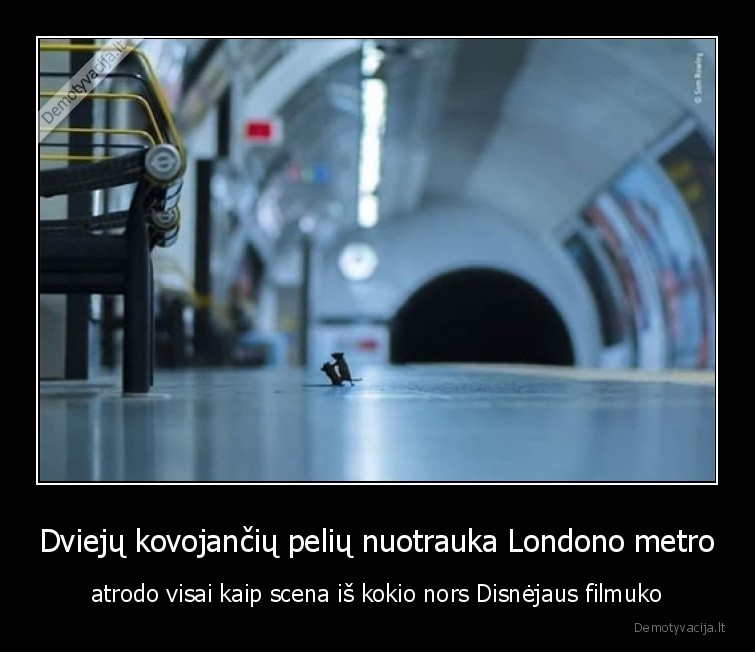 scena,peles,kova,nuotrauka