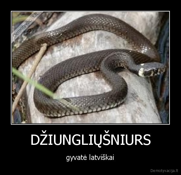 DŽIUNGLIŲŠNIURS