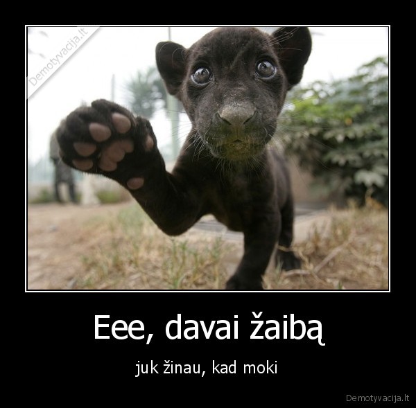 kubiliui, nieks, zaibo, neduod, 