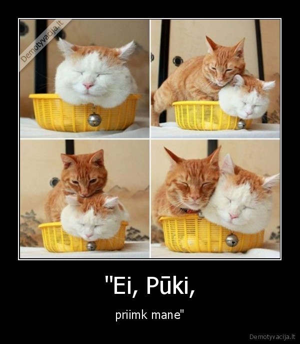 kate,katinas,deze,pukis