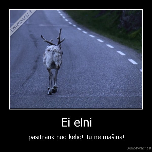 elniai, sportas, automobiliai, keliai, gyvenimas, meile