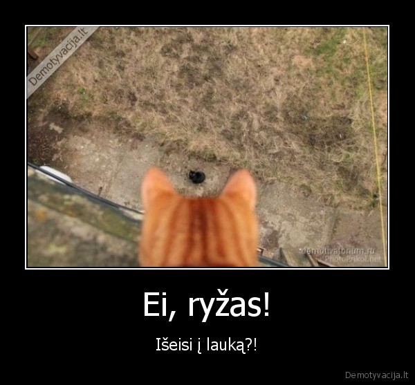 ryzas, katinas,mielas, katinas,ziuri, pro, langa