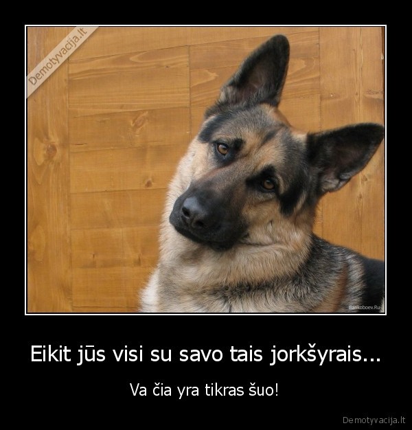 jorksyro, terjeras,vilksunis