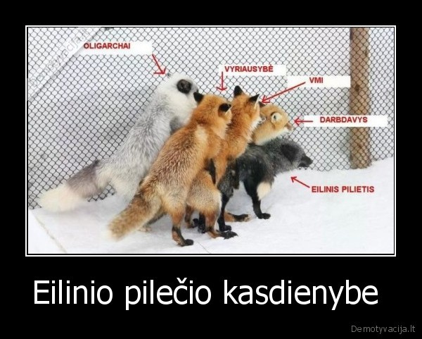 kubilius,lapes,seimas