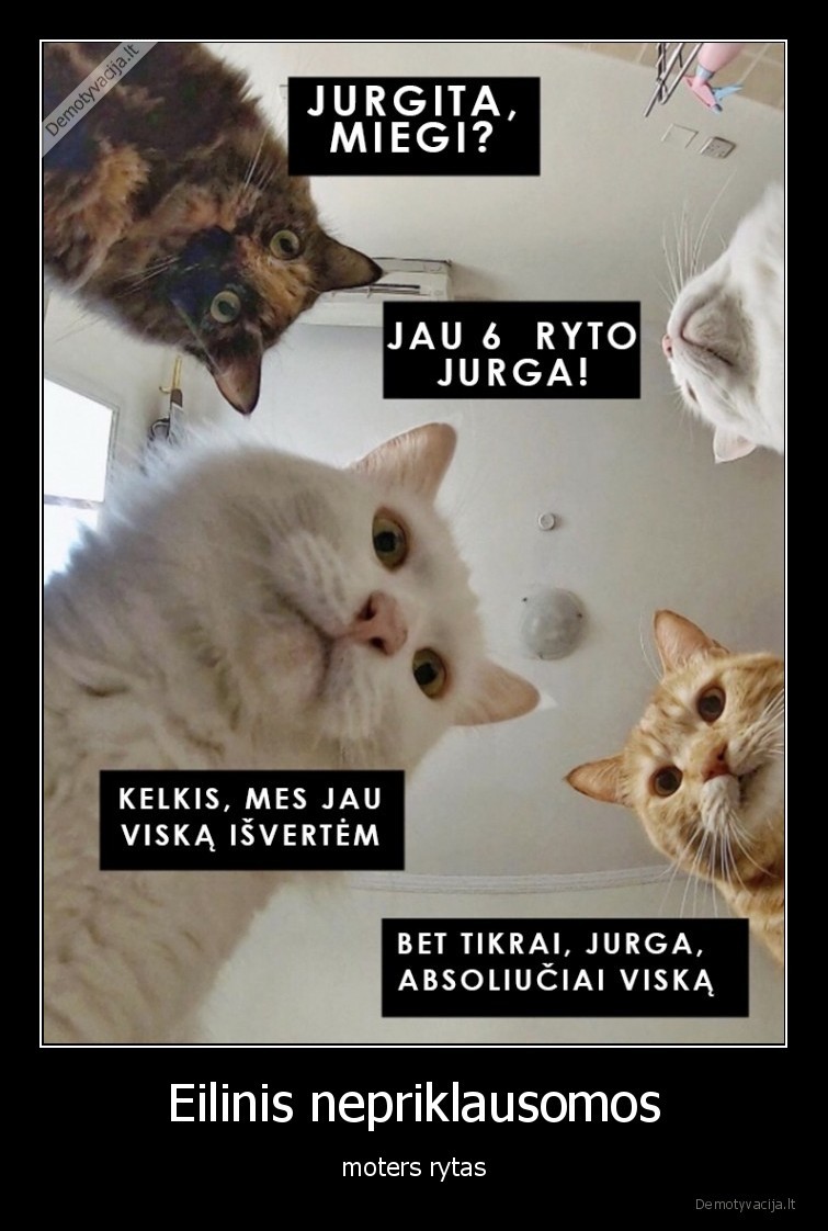 rytas,katinai,nepriklausoma,moteris