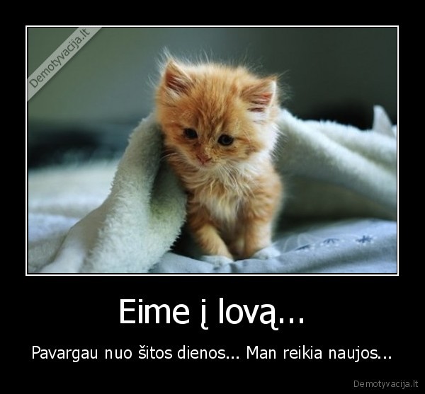 katinukas,kaciukas, mieguistas,noriu, miego