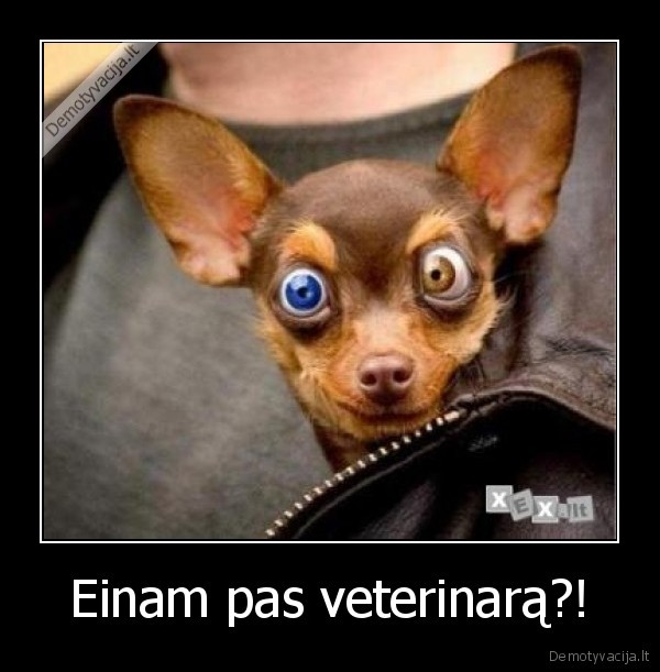 Einam pas veterinarą?!