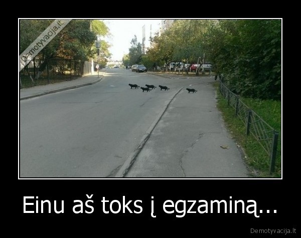 kates,juoda,egzaminas