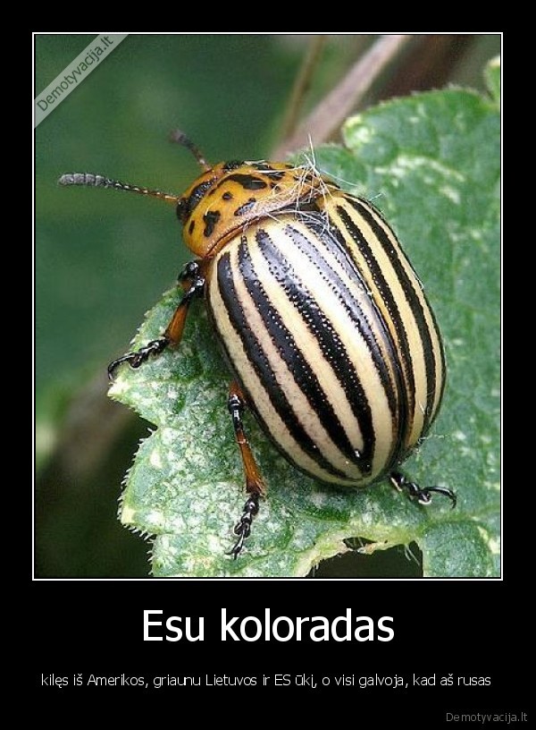koloradas