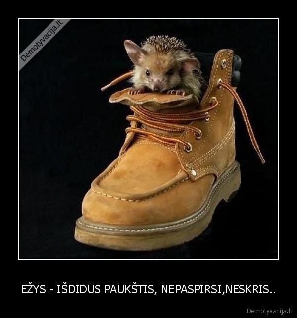 EŽYS - IŠDIDUS PAUKŠTIS, NEPASPIRSI,NESKRIS..