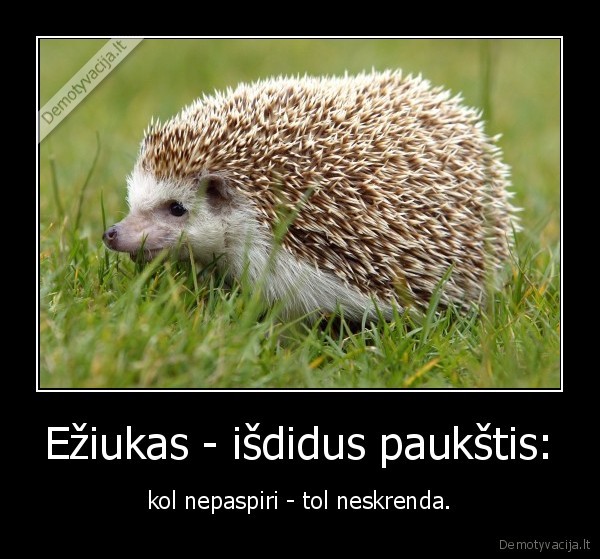 eziukas,paukstis,skraidymas