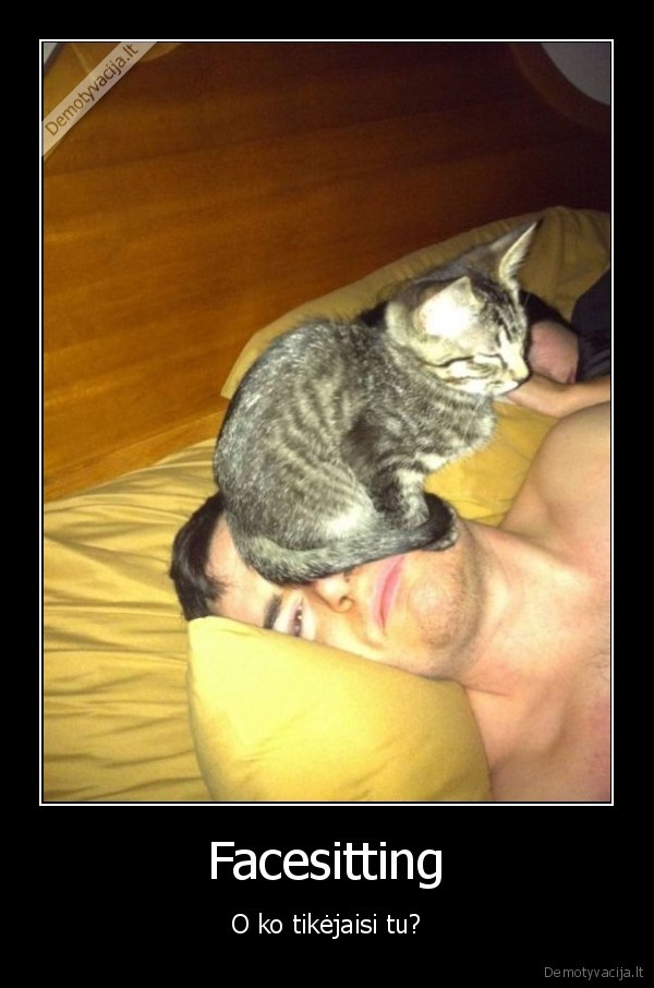 miau,murrr,purrr