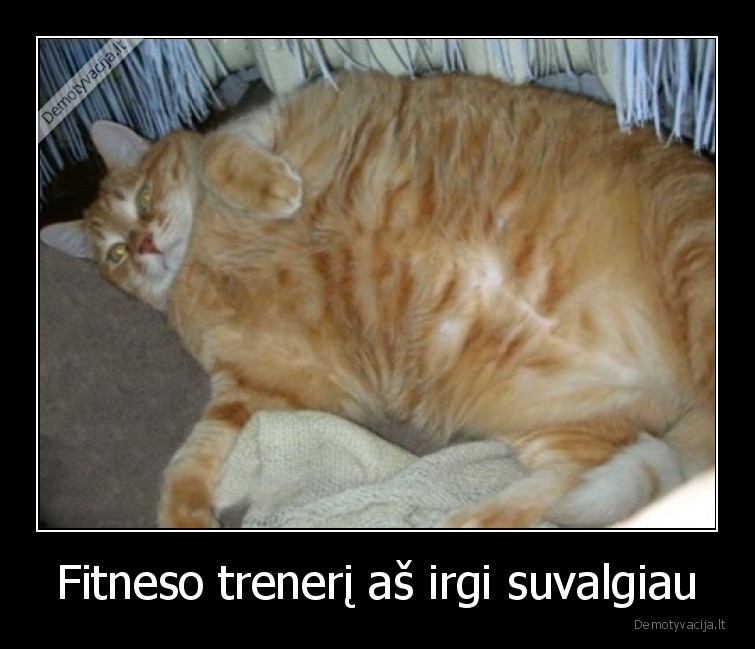 katinas,storas,treneris