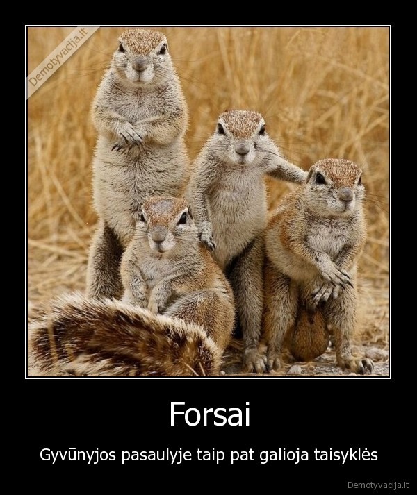 Forsai