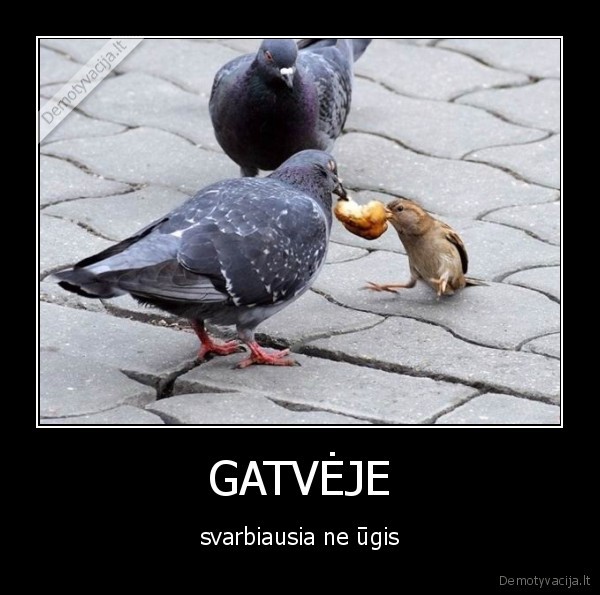 gatve,balandis,paukstis,lesti,pestis,plyta,trys,ugis,svarbu,smugis