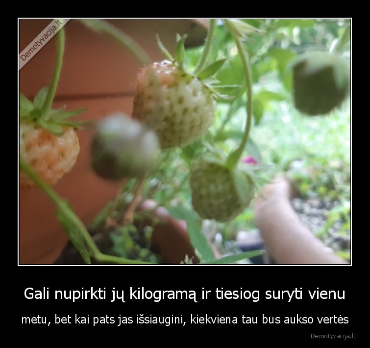braskes,skanu,ukis