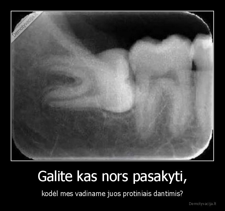 protiniai,dantys