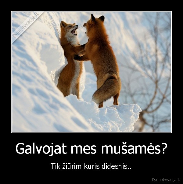 Galvojat mes mušamės?