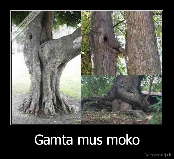 Gamta mus moko