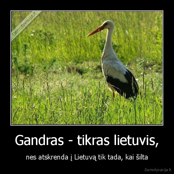 silta,lietuva,lietuvis