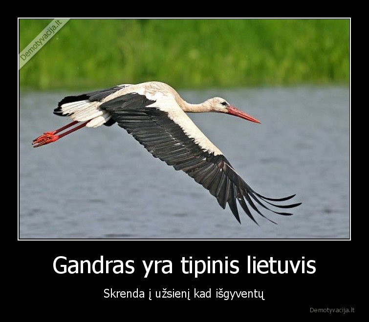 gandras,tipinis, lietuvis,uzsienis