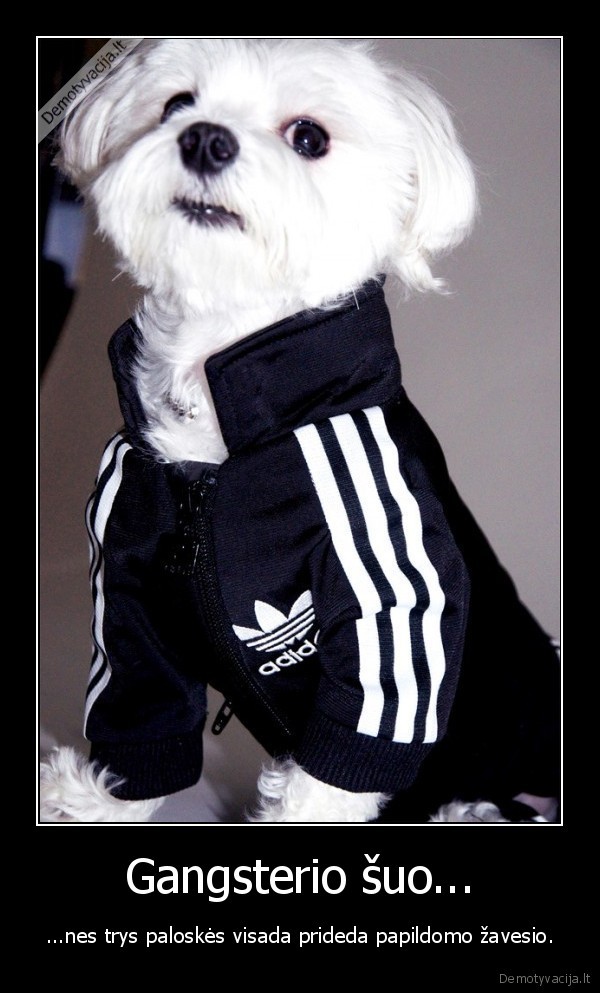 Gangsterio šuo...