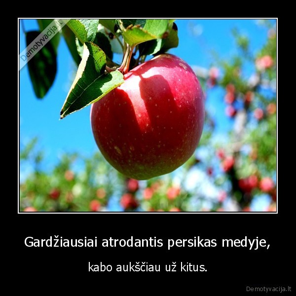Gardžiausiai atrodantis persikas medyje,