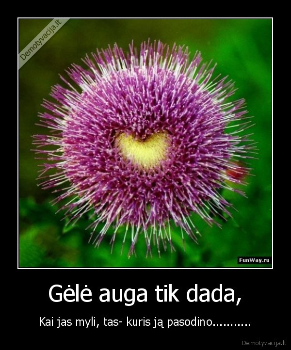gele,sirdute,gamta