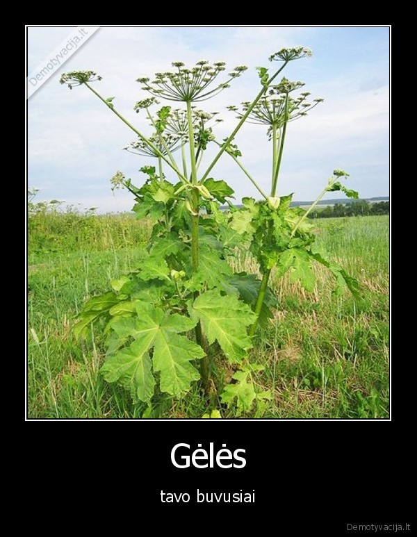 geles,barstis